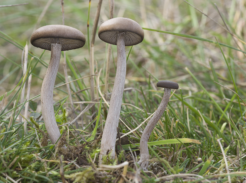 Pseudoclitocybe expallens